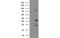 Cytochrome B5 Reductase 1 antibody, MBS832512, MyBioSource, Western Blot image 