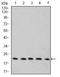 Glutaredoxin 2 antibody, orb157191, Biorbyt, Western Blot image 