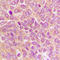 Caspase 9 antibody, LS-C358444, Lifespan Biosciences, Immunohistochemistry paraffin image 