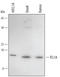 T Cell Leukemia/Lymphoma 1A antibody, AF4847, R&D Systems, Western Blot image 