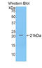 Annexin A4 antibody, LS-C300003, Lifespan Biosciences, Western Blot image 