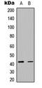 Actin Alpha 2, Smooth Muscle antibody, LS-C354532, Lifespan Biosciences, Western Blot image 