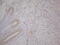 Gamma-Aminobutyric Acid Type A Receptor Alpha5 Subunit antibody, M04383, Boster Biological Technology, Immunohistochemistry paraffin image 