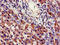 Insulin Induced Gene 1 antibody, CSB-PA011745LA01HU, Cusabio, Immunohistochemistry paraffin image 