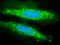 Putative endoplasmin-like protein antibody, orb152315, Biorbyt, Immunofluorescence image 