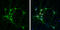 Discs Large MAGUK Scaffold Protein 4 antibody, GTX634291, GeneTex, Immunofluorescence image 