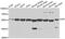 Glucose-6-Phosphate Isomerase antibody, abx005256, Abbexa, Western Blot image 