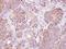 Glutathione S-Transferase Zeta 1 antibody, NBP1-33693, Novus Biologicals, Immunohistochemistry frozen image 