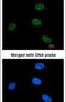 ERCC Excision Repair 3, TFIIH Core Complex Helicase Subunit antibody, PA5-22254, Invitrogen Antibodies, Immunofluorescence image 