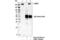 Laminin Subunit Gamma 1 antibody, 92921S, Cell Signaling Technology, Immunoprecipitation image 