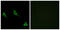 Olfactory Receptor Family 51 Subfamily A Member 7 antibody, GTX87805, GeneTex, Immunofluorescence image 