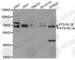 Autophagy Related 16 Like 1 antibody, A1871, ABclonal Technology, Western Blot image 