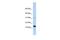 Regenerating Family Member 1 Beta antibody, PA5-40820, Invitrogen Antibodies, Western Blot image 