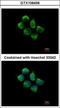 Sorting Nexin 12 antibody, GTX106456, GeneTex, Immunocytochemistry image 