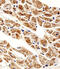 Zinc Finger Protein 175 antibody, A10816, Boster Biological Technology, Immunohistochemistry paraffin image 