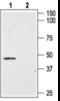 AGTR2 antibody, BML-SA609-0200, Enzo Life Sciences, Western Blot image 