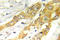 Erk1 antibody, AP20977PU-N, Origene, Immunohistochemistry frozen image 