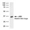 COP9 Signalosome Subunit 5 antibody, 56210, QED Bioscience, Western Blot image 