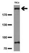 KI-67 antibody, TA802426, Origene, Western Blot image 