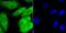 GATA Binding Protein 4 antibody, NBP2-66863, Novus Biologicals, Immunocytochemistry image 