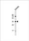 Serine Protease 23 antibody, PA5-72276, Invitrogen Antibodies, Western Blot image 