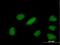 YEATS Domain Containing 4 antibody, H00008089-B01P, Novus Biologicals, Immunofluorescence image 