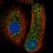 Caspase 14 antibody, NBP2-33906, Novus Biologicals, Immunofluorescence image 