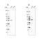 Nicotinate Phosphoribosyltransferase antibody, NBP1-87244, Novus Biologicals, Western Blot image 