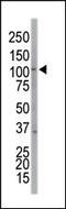 EPH Receptor A7 antibody, MBS9210024, MyBioSource, Western Blot image 