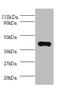 Serum paraoxonase/arylesterase 1 antibody, A53284-100, Epigentek, Western Blot image 