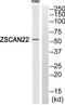 Zinc Finger And SCAN Domain Containing 22 antibody, TA316364, Origene, Western Blot image 