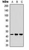 Milk Fat Globule-EGF Factor 8 Protein antibody, GTX56061, GeneTex, Western Blot image 