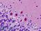 Myelin Transcription Factor 1 antibody, LS-B9132, Lifespan Biosciences, Immunohistochemistry frozen image 