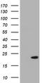 NME/NM23 Nucleoside Diphosphate Kinase 1 antibody, TA801429, Origene, Western Blot image 
