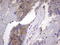 Kynureninase antibody, LS-C790084, Lifespan Biosciences, Immunohistochemistry paraffin image 