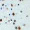 Forkhead Box N4 antibody, LS-C368908, Lifespan Biosciences, Immunohistochemistry frozen image 