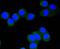 Eukaryotic Translation Initiation Factor 4E antibody, A00135S209-1, Boster Biological Technology, Immunocytochemistry image 