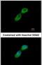 Tubulin Folding Cofactor B antibody, PA5-21400, Invitrogen Antibodies, Immunofluorescence image 