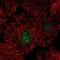 Chromosome 15 Open Reading Frame 41 antibody, PA5-63922, Invitrogen Antibodies, Immunofluorescence image 