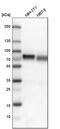 Transcription Factor Binding To IGHM Enhancer 3 antibody, PA5-54909, Invitrogen Antibodies, Western Blot image 