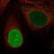 Nucleolar And Spindle Associated Protein 1 antibody, NBP2-68989, Novus Biologicals, Immunofluorescence image 