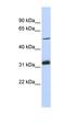 Tandem C2 Domains, Nuclear antibody, orb325794, Biorbyt, Western Blot image 