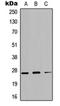 Glyceraldehyde-3-Phosphate Dehydrogenase, Spermatogenic antibody, orb234857, Biorbyt, Western Blot image 