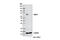 Autophagy Related 13 antibody, 13468S, Cell Signaling Technology, Western Blot image 