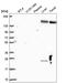 Nidogen 2 antibody, HPA058772, Atlas Antibodies, Western Blot image 