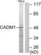 Cell adhesion molecule 1 antibody, LS-B5232, Lifespan Biosciences, Western Blot image 