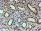 Polypyrimidine Tract Binding Protein 1 antibody, 46-243, ProSci, Western Blot image 