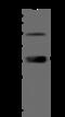 BCL-1 antibody, 207508-T36, Sino Biological, Western Blot image 