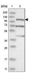 Schlafen Family Member 14 antibody, NBP2-33896, Novus Biologicals, Western Blot image 