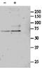 Serum Response Factor antibody, STJ71988, St John